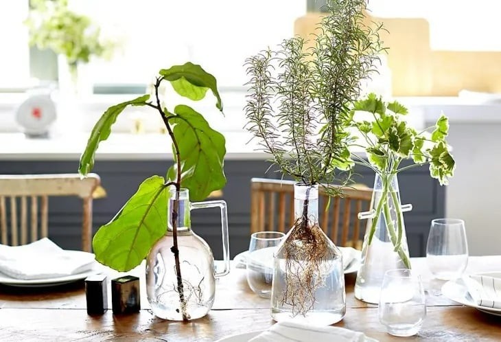 Các loại cây cảnh trồng trong bình thủy tinh không cần đất