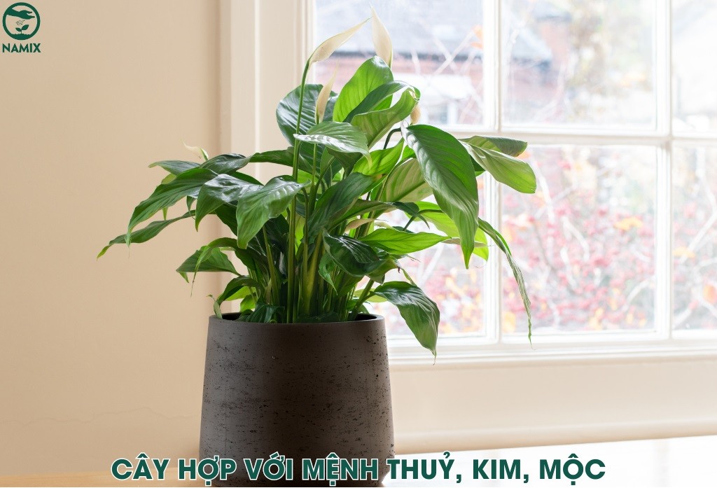 Cây Lan Ý là cây cảnh phong thủy mang lại may mắn