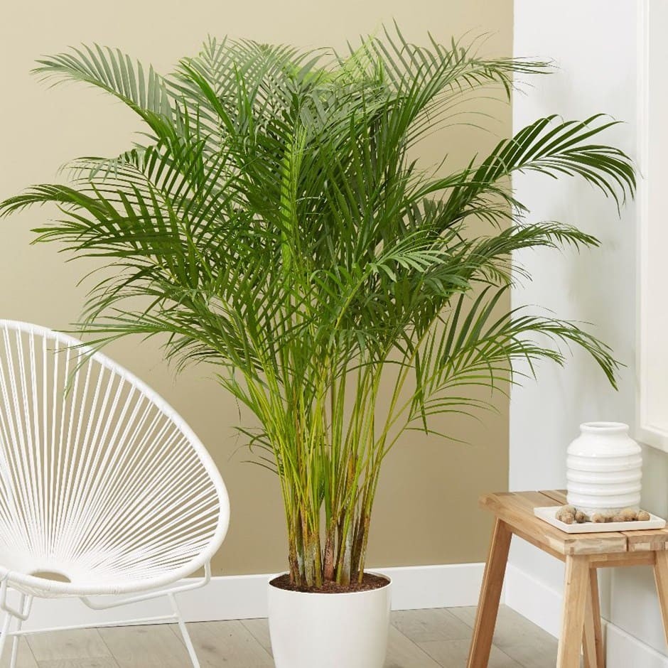 Cây cau cảnh được xem là biểu tượng cho sự may mắn, thịnh vượng trong phong thủy
