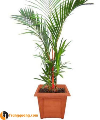 Cây cau đỏ hợp phong thủy cho sân vườn