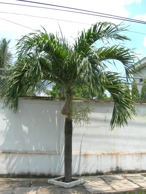 Cây cau trắng trưởng thành dáng thẳng