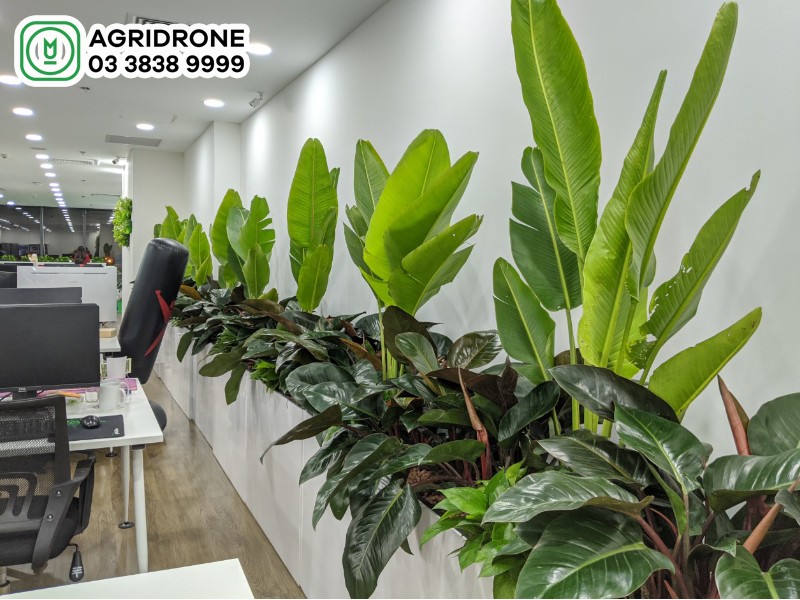 Cây chuối cảnh mini trong chậu trang trí nội thất