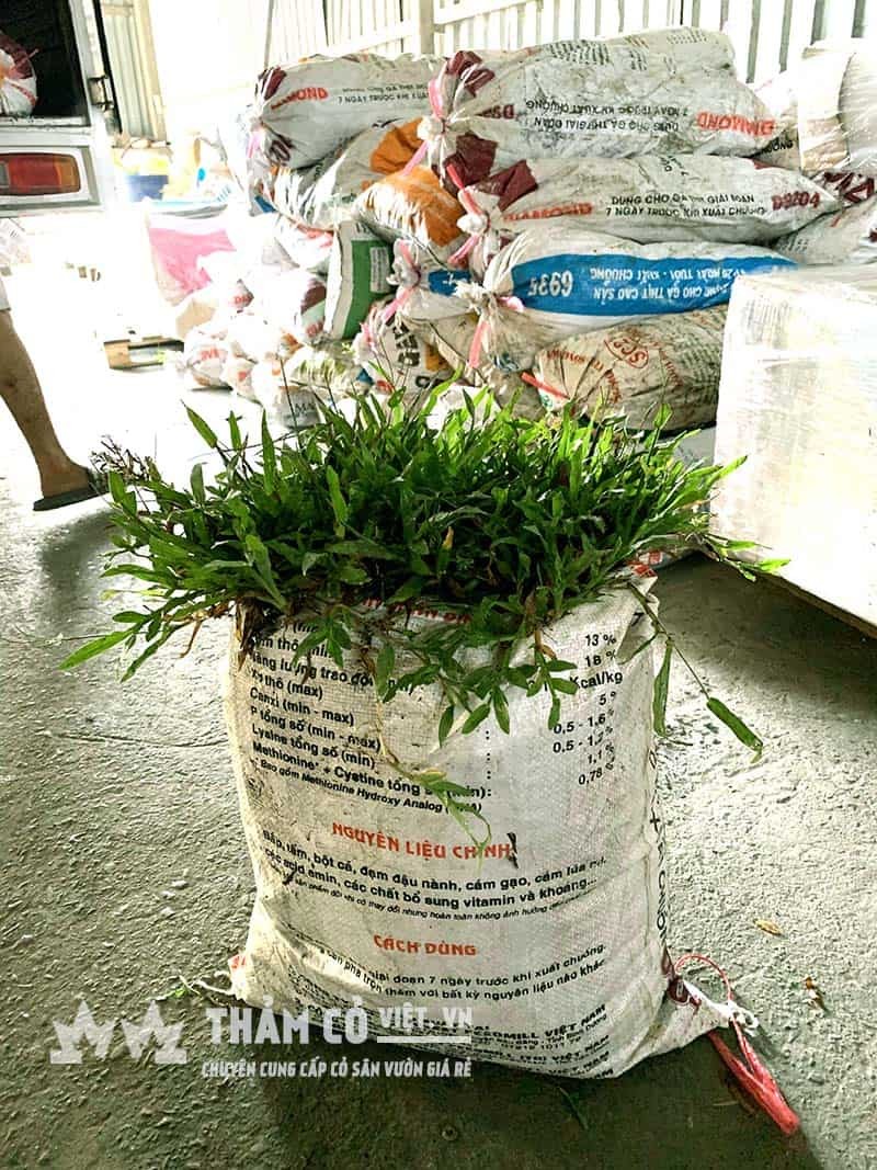 Nhân viên đang kiểm tra chất lượng cây cỏ lá tre