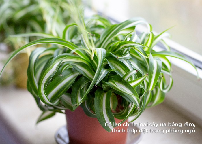 Chậu cỏ lan chi xanh mướt, hấp thụ CO2 và khí độc ban đêm.