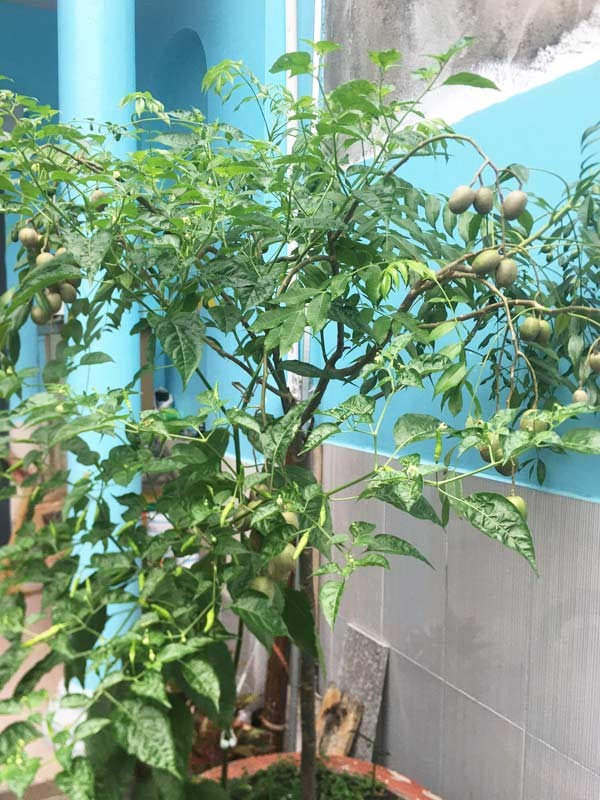 Chậu cây cóc trồng ở ban công