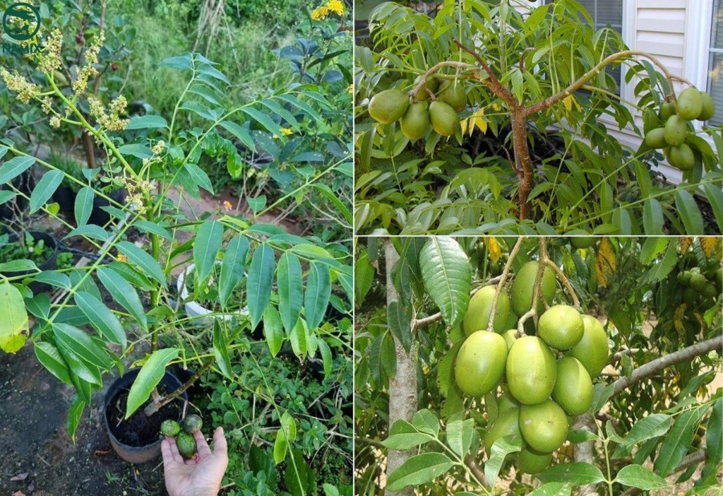 Cây cóc ta với thân gỗ và tán lá