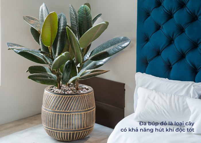 Lá đa búp đỏ to bản và bóng mượt, hút khí độc hại.
