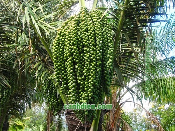 Cây đác mọc trong môi trường tự nhiên ẩm mát