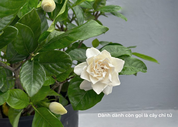 Chậu cây dành dành nở hoa trắng, hương thơm dịu nhẹ.