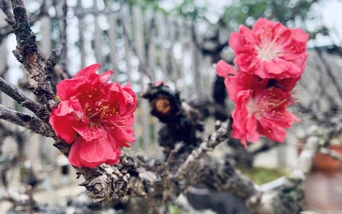 Cây đào Thất Thốn chưng Tết