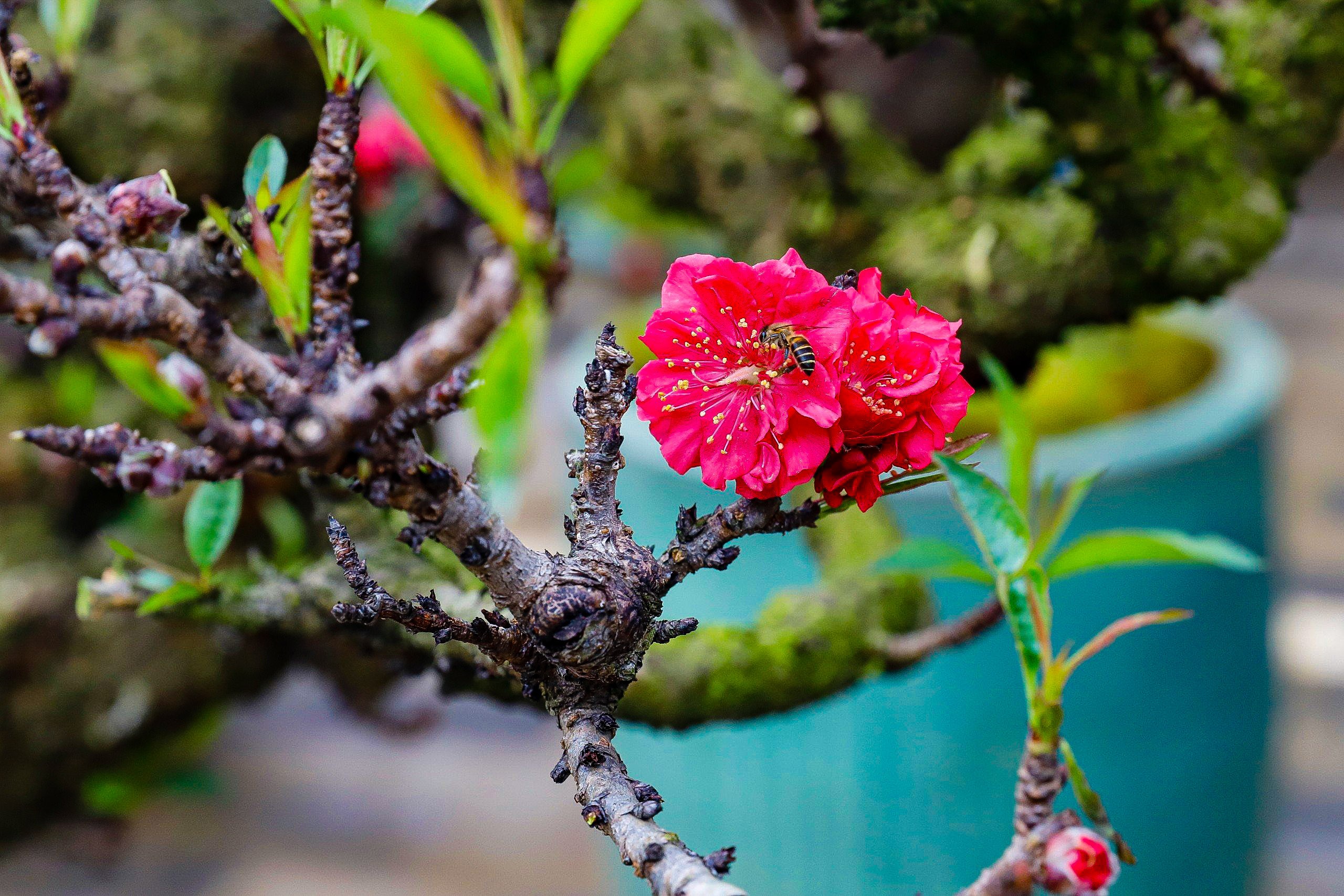 Cây đào Thất Thốn xanh tốt sau khi trồng