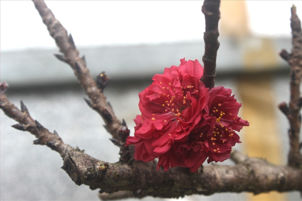 Cây đào Thất Thốn Nhật Tân