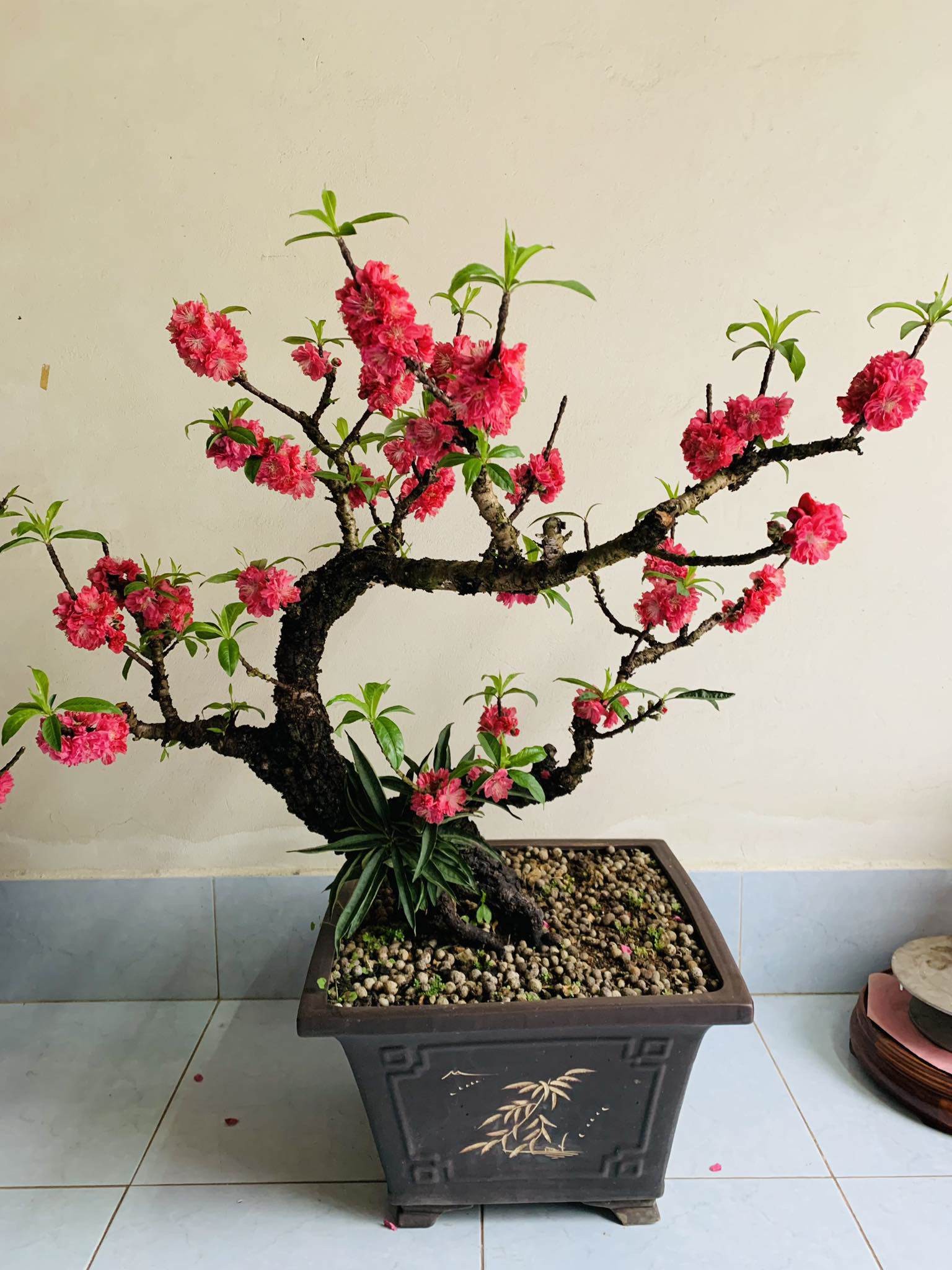 Đào Thất Thốn Bonsai dáng độc đáo