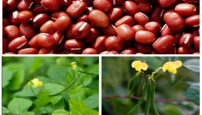 Đậu đỏ chứa chất chống oxy hóa