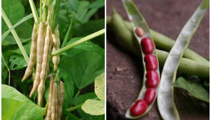 Giá trị dinh dưỡng đậu đỏ cung cấp vitamin