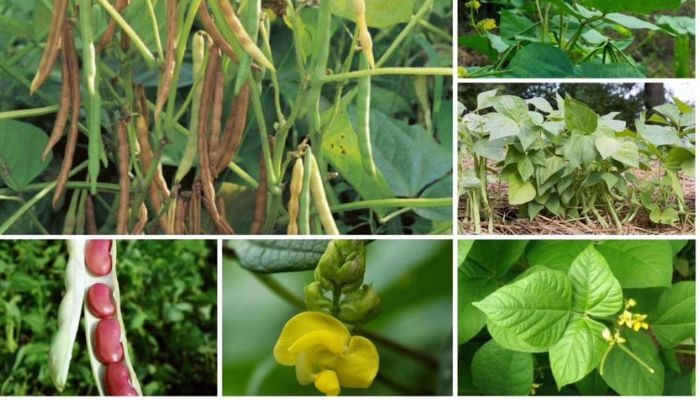 Đặc điểm hình thái cây đậu đỏ