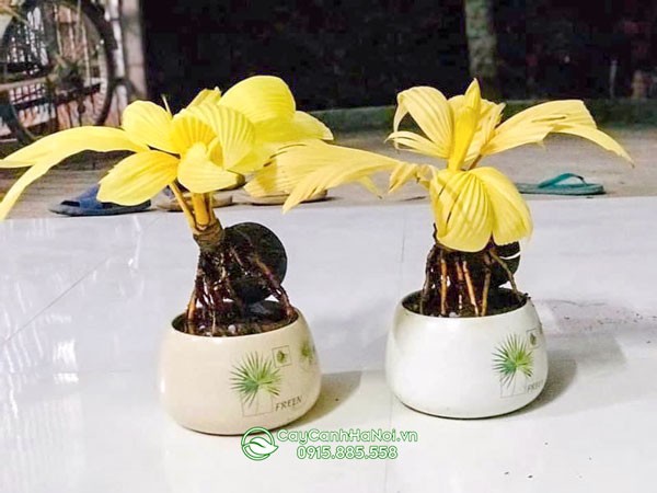Cây dừa bonsai đột biến lá xẻ lạ mắt