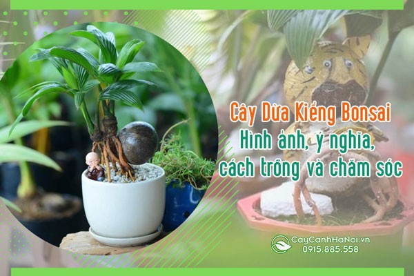 Tổng quan cây dừa bonsai trang trí nội thất