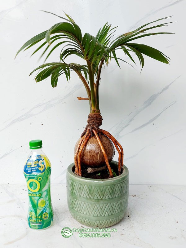 Cây dừa bonsai phù hợp với người mệnh Mộc theo phong thủy