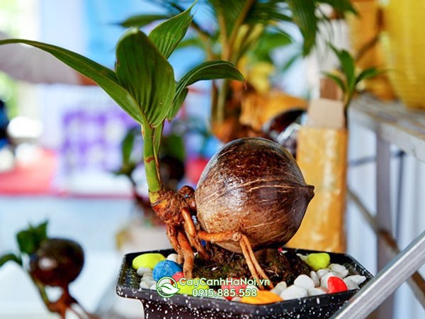 Tác dụng phong thủy tích cực của cây dừa bonsai