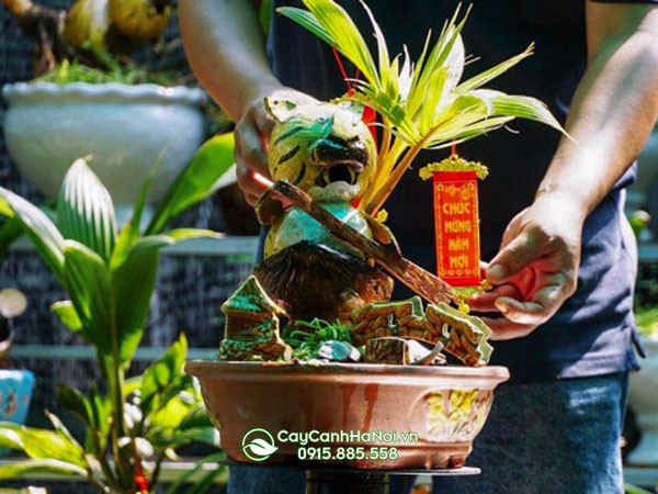 Cây dừa bonsai giá bao nhiêu - Các mức giá tham khảo