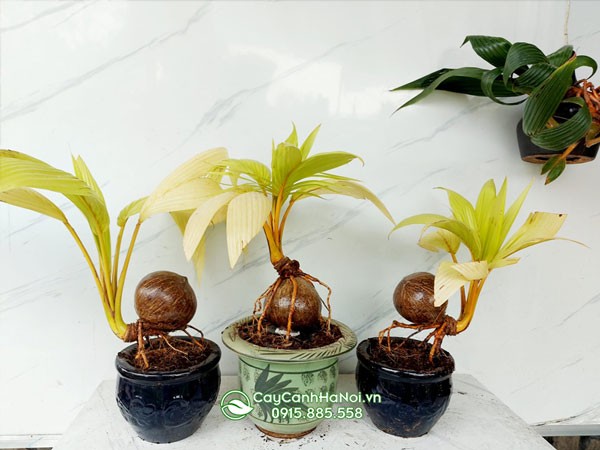 Cây dừa bonsai trồng chậu trang trí không gian nội thất hiện đại