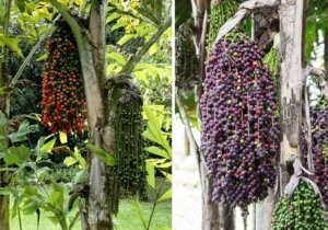 Thân cây đủng đỉnh với những vòng sẹo đặc trưng