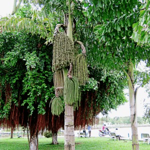 Cây đủng đỉnh trưởng thành với tán lá xòe rộng