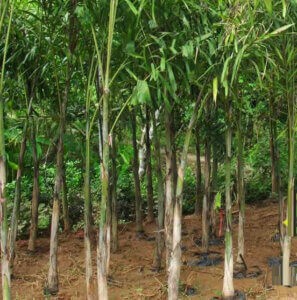 Chọn cây đủng đỉnh giống khỏe mạnh để trồng