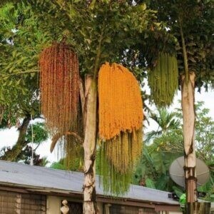 Cây đủng đỉnh biểu tượng cho sự sung túc trong phong thủy