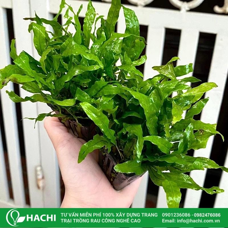 Dương xỉ thủy sinh mỹ nhân