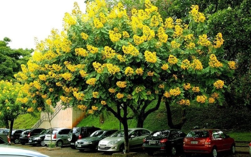 Cây giáng hương trưởng thành với thân gỗ lớn và tán đẹp
