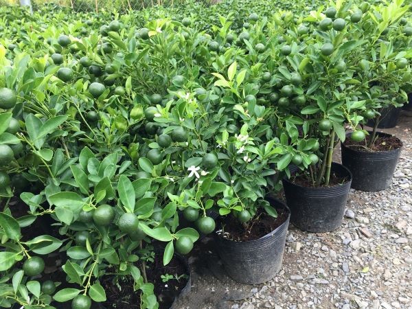 Chọn cây tắc giống khỏe mạnh để trồng chậu