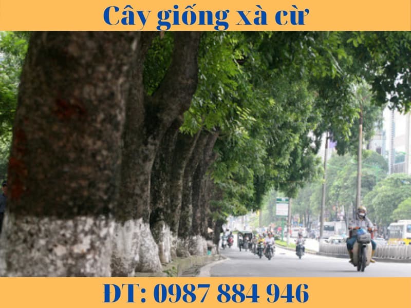 Cây giống xà cừ khỏe mạnh trong bầu ươm