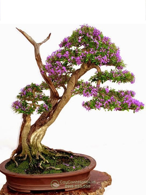 Cây hoa mua rừng được tạo dáng bonsai độc đáo