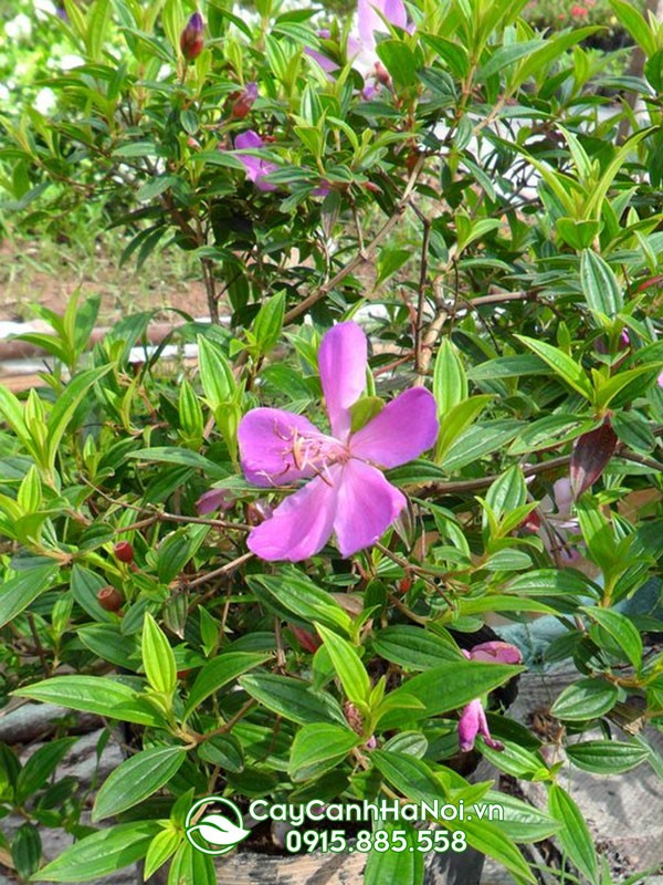 Vẻ đẹp của hoa mua, món quà ý nghĩa cho người thân