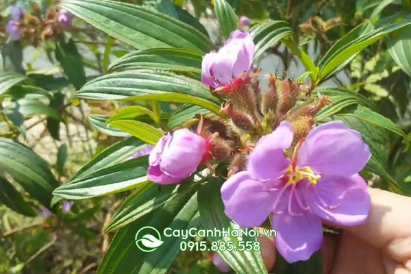 Cây hoa mua rừng được trồng làm cảnh quan sân vườn