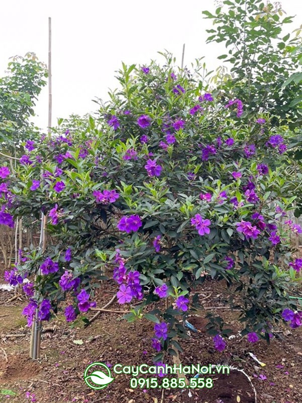 Hoa mua tím rực rỡ khi trồng trong sân vườn