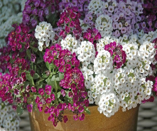 Hướng dẫn cách trồng hoa ngàn sao trang trí sân vườn
