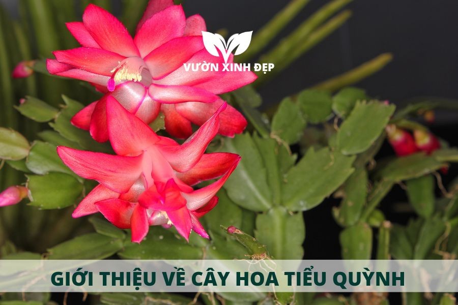 Cây Hoa Tiểu Quỳnh hay Lan Càng Cua trưởng thành