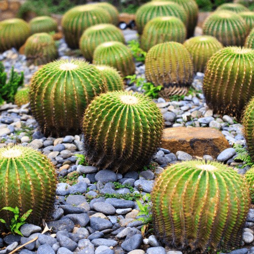 Biểu tượng xương rồng trong tình yêu và cuộc sống