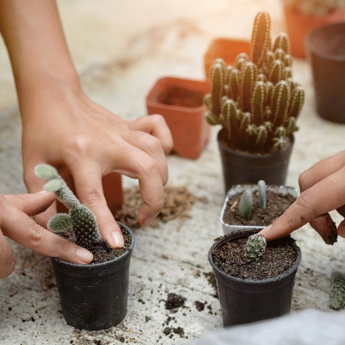 Nhân giống xương rồng từ cành cắt đơn giản