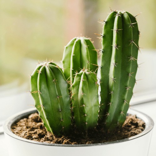 Một số loại xương rồng có thể dùng làm thực phẩm