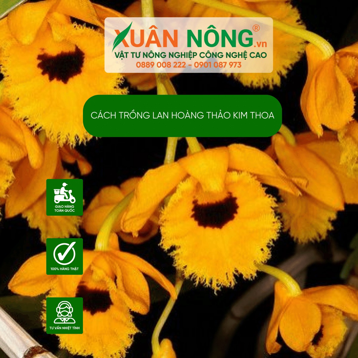 Trồng lan hoàng thảo kim thoa trong chậu thoát nước tốt