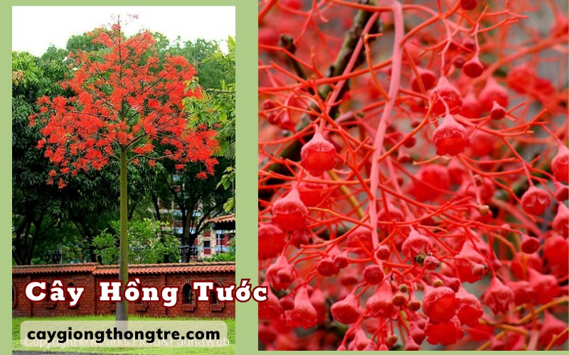 Cận cảnh chùm hoa đỏ rực của cây hoa lửa Illawarra (Hồng Tước)