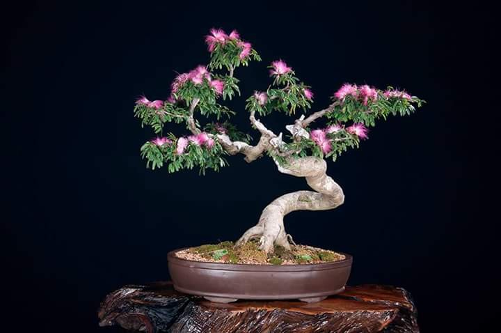 Mẫu cây Kiều Hùng bonsai dáng thế độc đáo