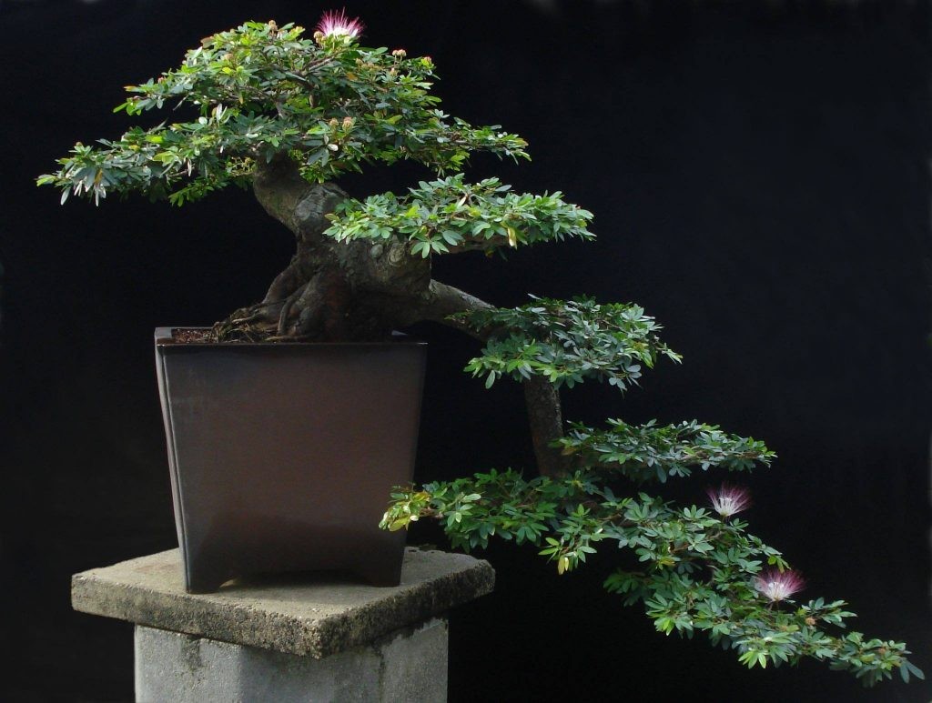 Mẫu cây Kiều Hùng bonsai dáng thác đổ