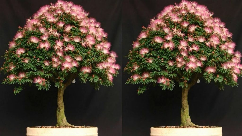 Cây Kiều Hùng bonsai đẹp, cách trồng cây Kiều Hùng