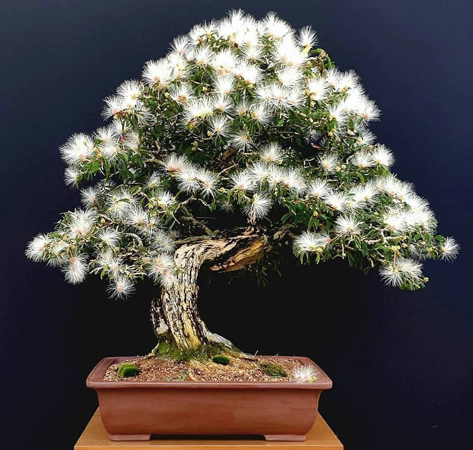 Mẫu cây Kiều Hùng bonsai mini, cách trồng cây Kiều Hùng dáng nhỏ