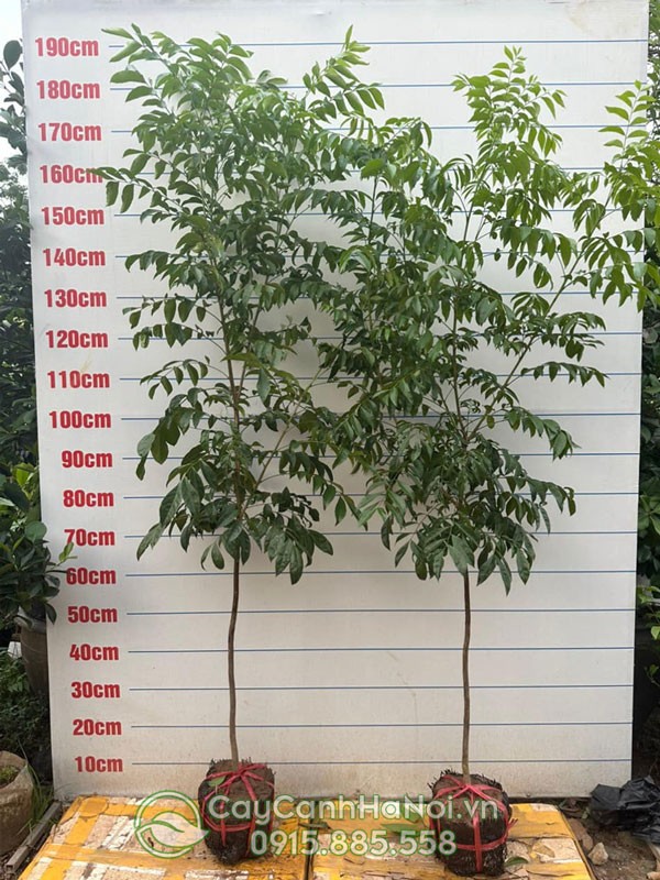 Cây mắc mật con sau khi trồng